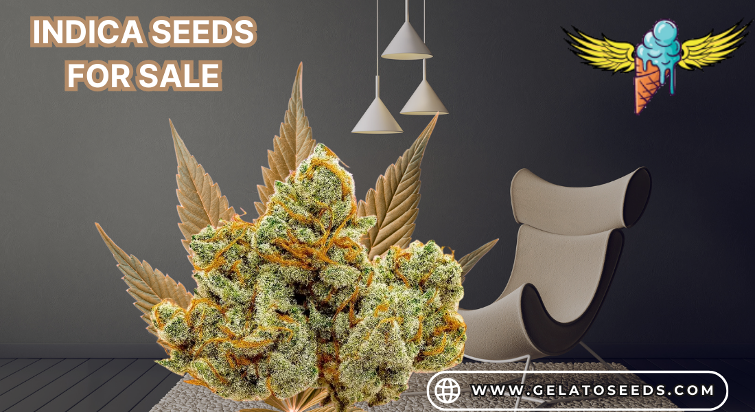 Premium Indica Seeds for Sale: Explore 9lb Hammer Strain at Gelato Seeds